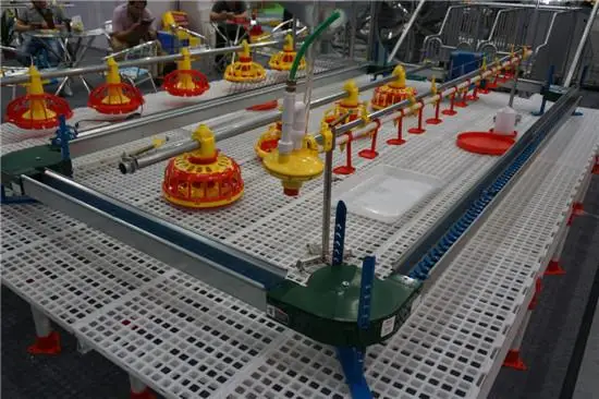 Automatic chain feeding system for breeder/laying hen