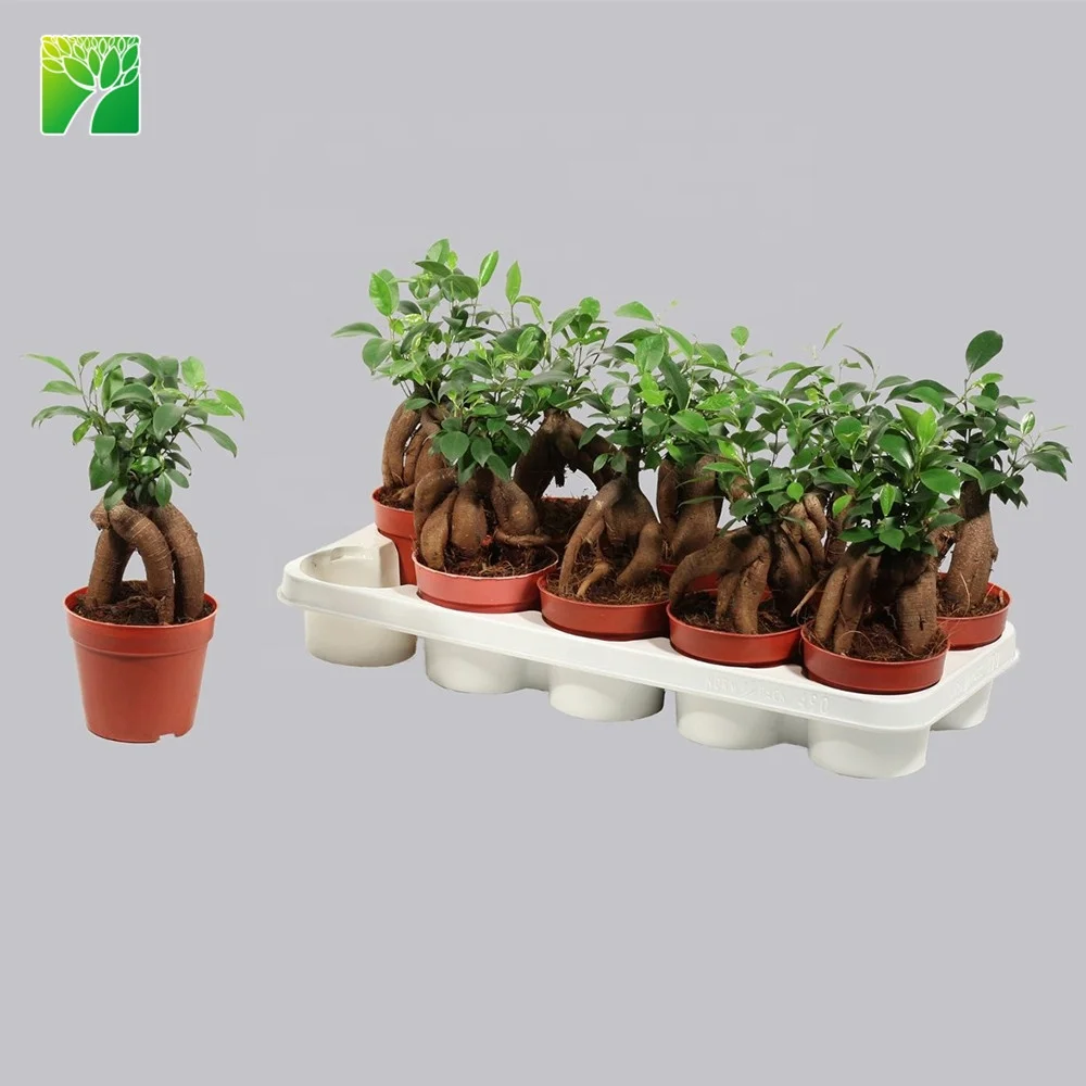 
 Прямая продажа растений, многолетнее живое растение, фикус микро-карпа женьшеня фикус микро карпа  