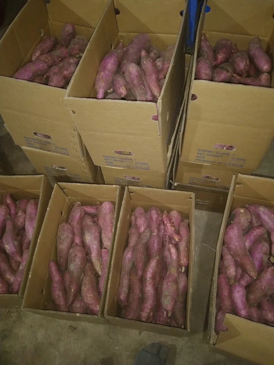 Qualified Sweet Potato for export original from Vietnam