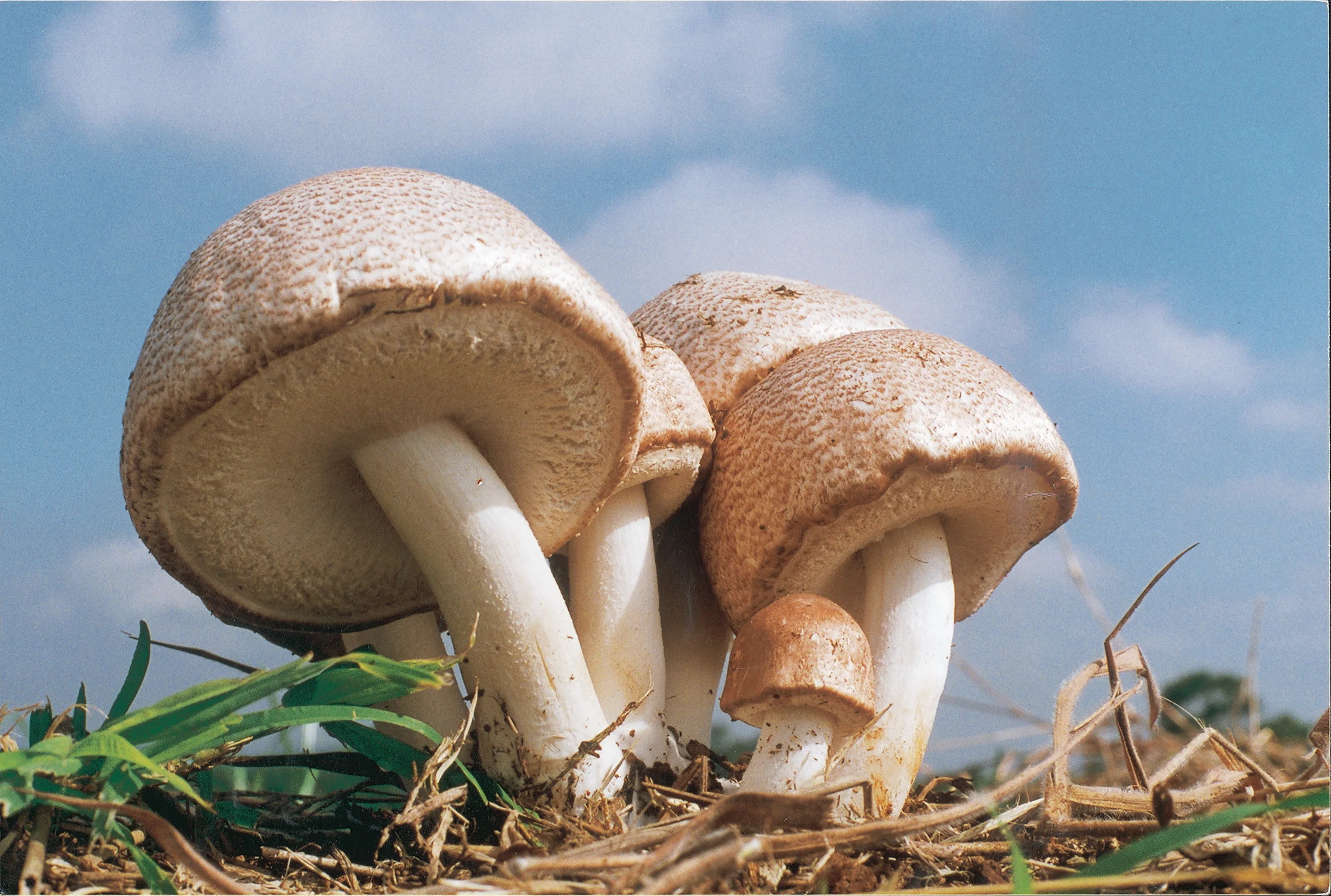 Экстракт японских сушеных грибов порошковая добавка для борьбы с раком