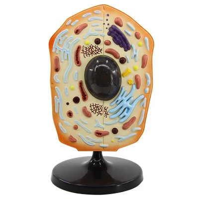 Factory Direct Plant Cell Model English Primary And Secondary School Teaching