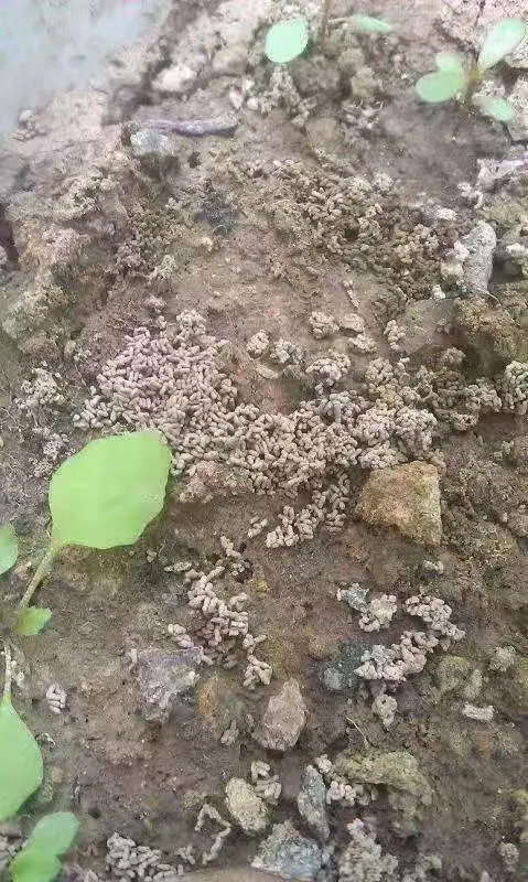 Био-органическое удобрение Vermicompost