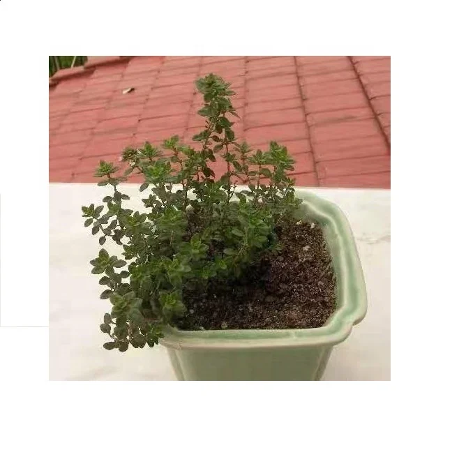 
S019 bai li xiang French Thyme seed 