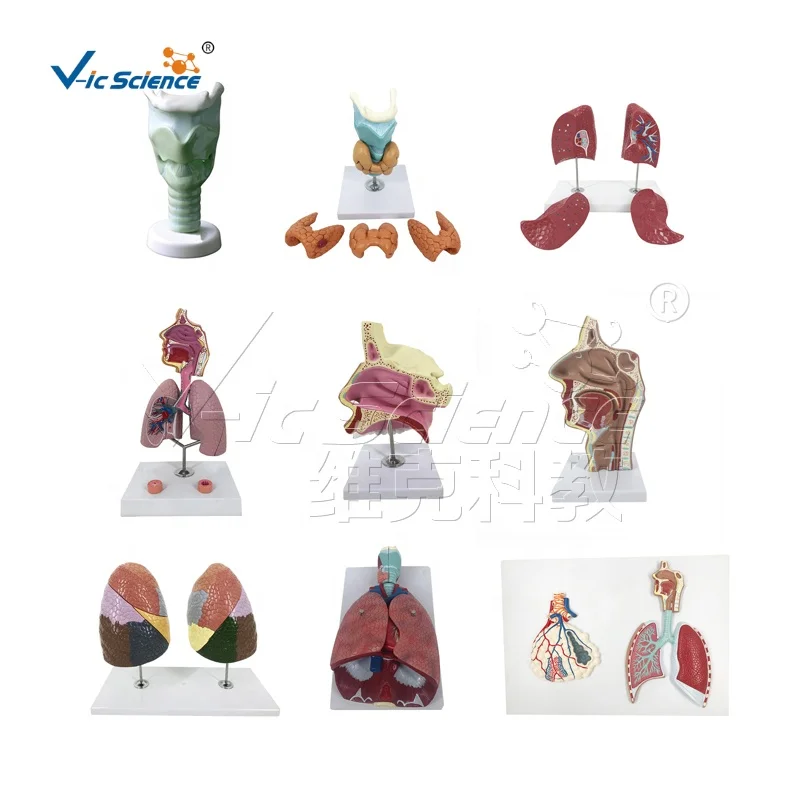 pregnancy pelvis with mature fetus 2 parts  female pelvis anatomic model modelos de