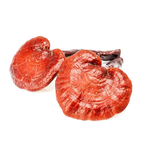 
Hottest Selling Wholesale Cheapest Fresh Reishi 
