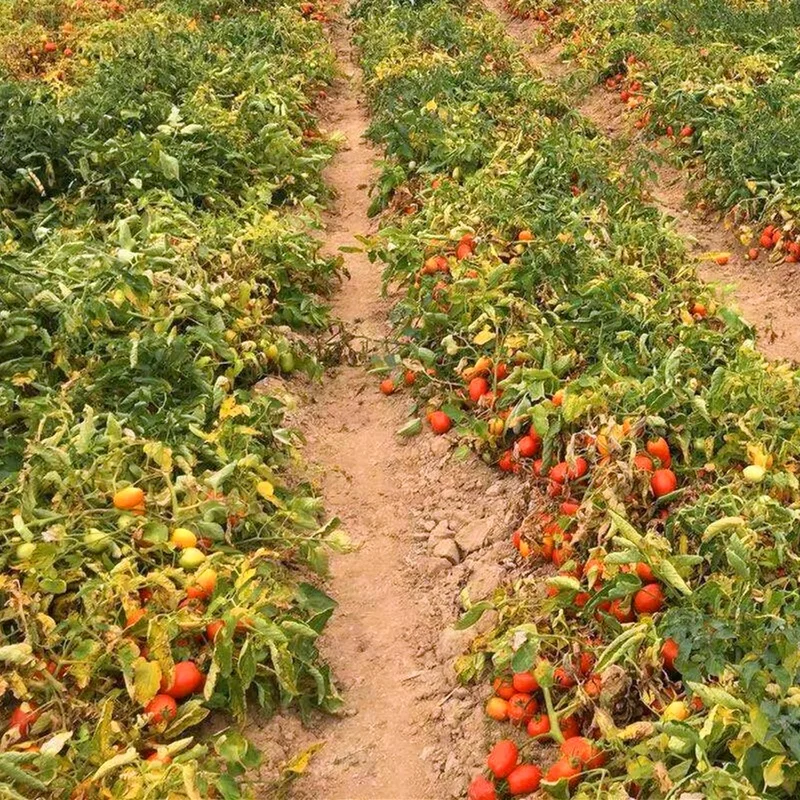 
From China, Processing Hybrid Tomato seeds 