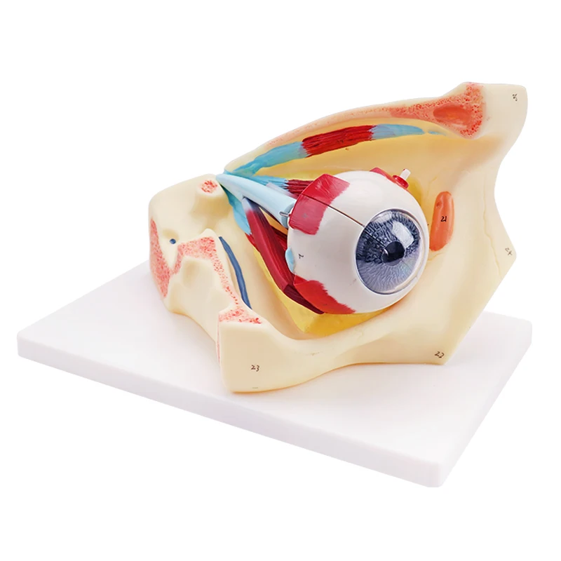 Medical Science Human Anatomical Simulation Structural PVC Eyeball Model Anatomical Model Eye Model