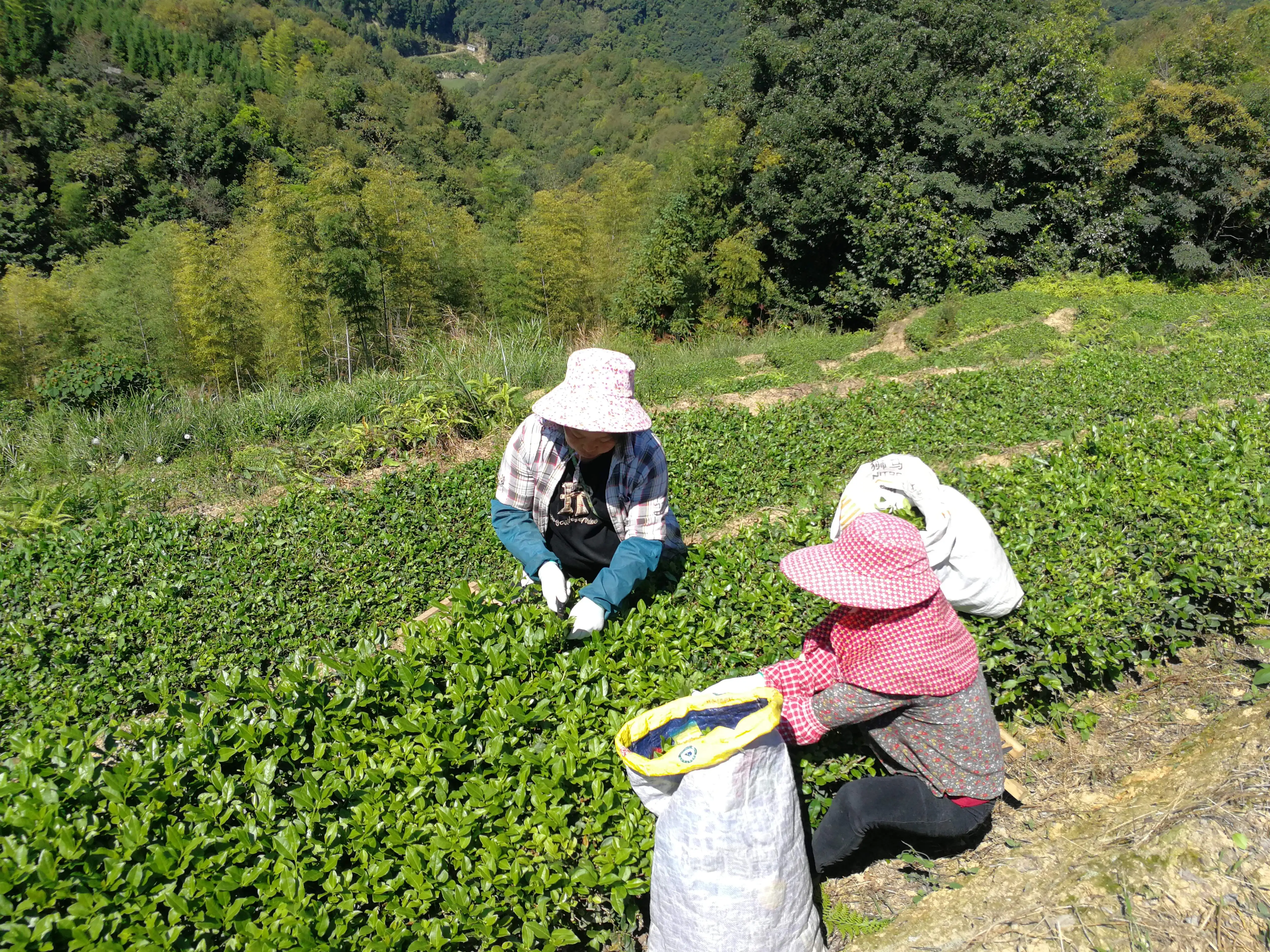 Знаменитый тайваньский чай с ароматом османтуса олуна Guihua Wulong highttain Oolong