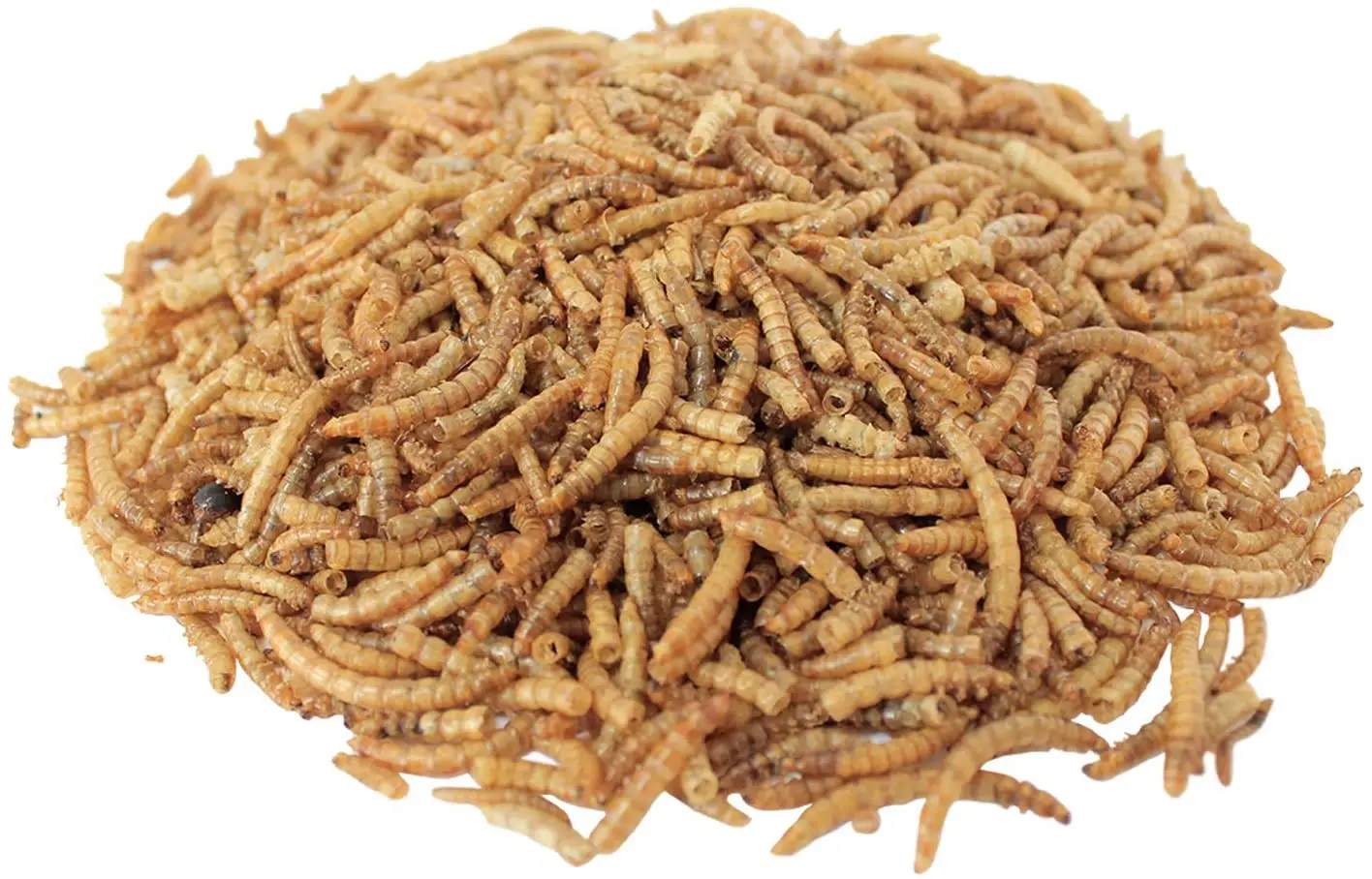 mealworm feed cricket mealworm food turtle gecko mealworm bulk pet food
