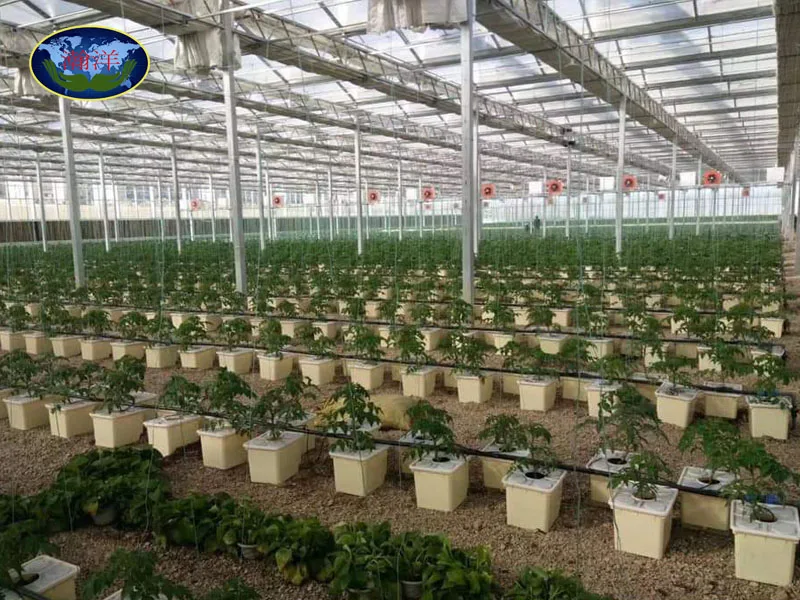 Large High Wind Snow Load Greenhouse Glass Agricultural Greehouses With Hydroponic System