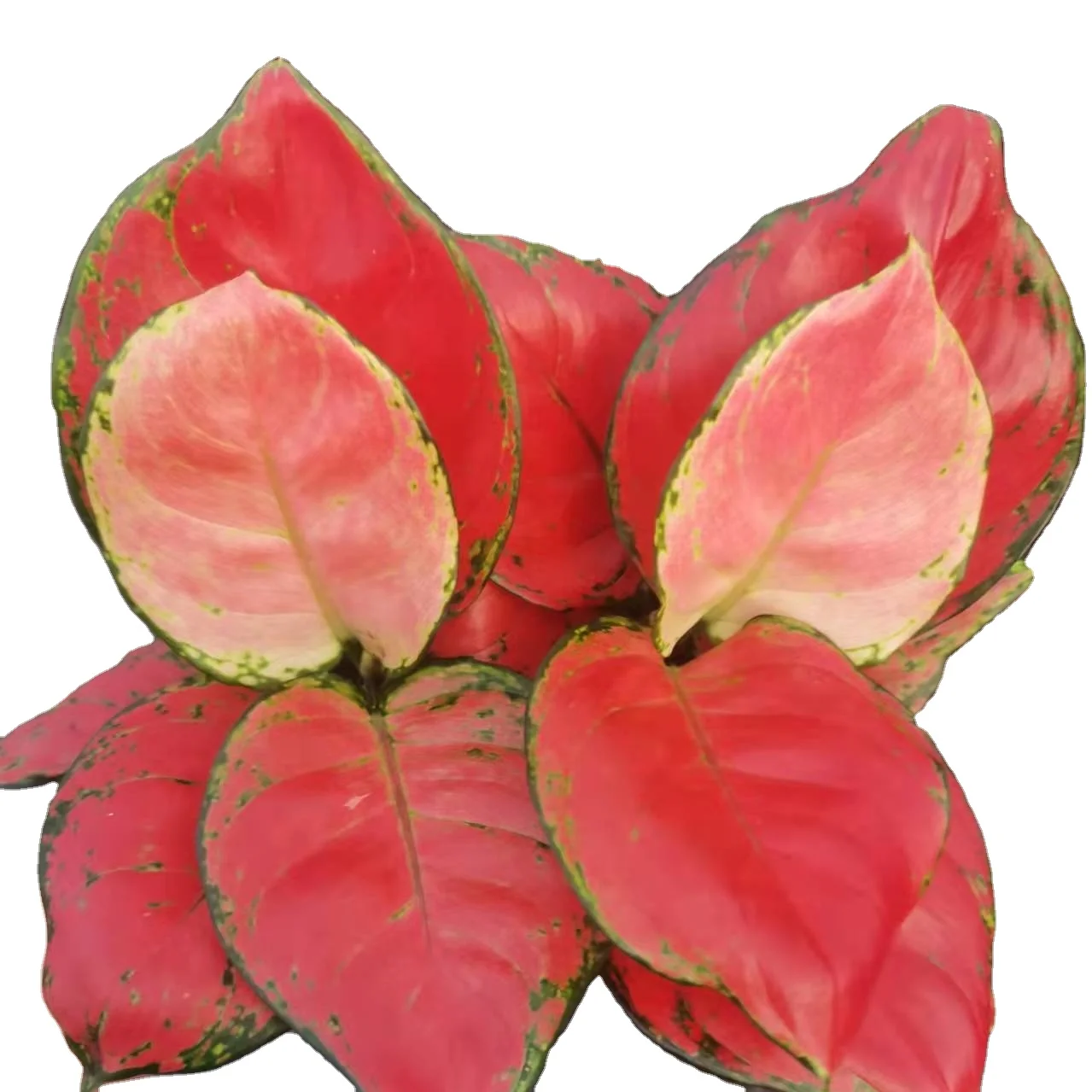 aglaonema Hong Yan ornamental indoor plants caladium artificial plant other agricultural products