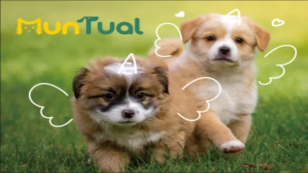 2022 cat pet milk joint hair health care nutrition supplement multi vitamin Soft capsule Dog probiotics for Pet food