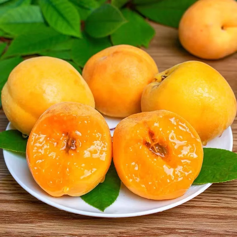 Natural 100% yellow sweet fresh apricots
