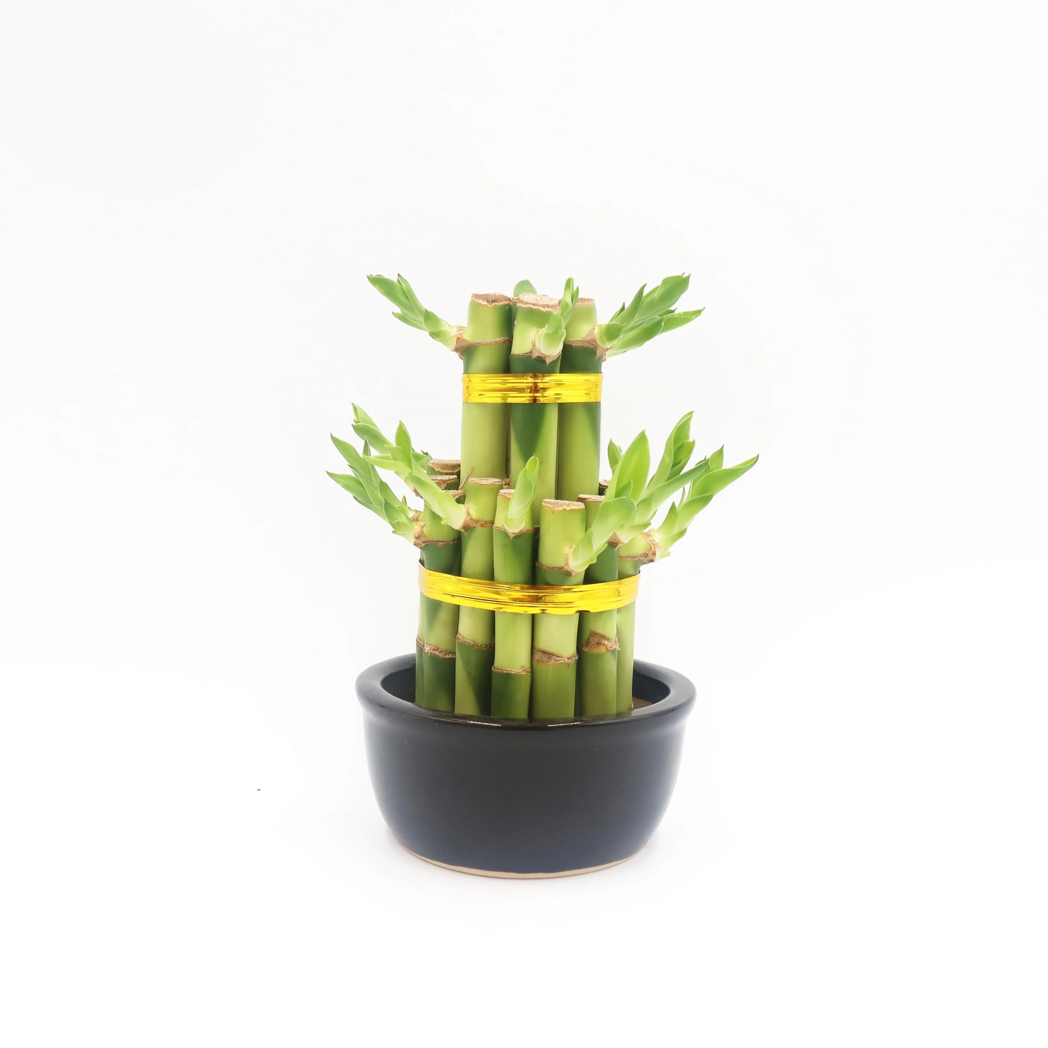 Крытый китайский бамбуковый завод Две башни счастливый бамбук