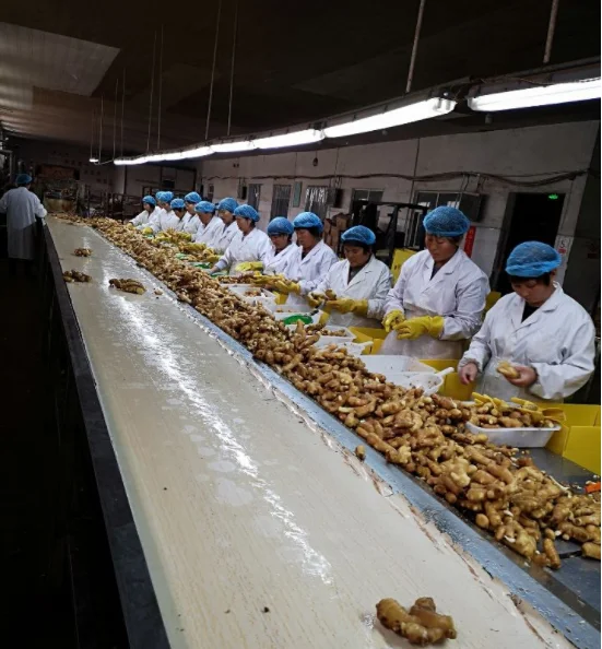 Export New red  Ginger Fresh Wholesale market price From Chinese ginger Suppliers