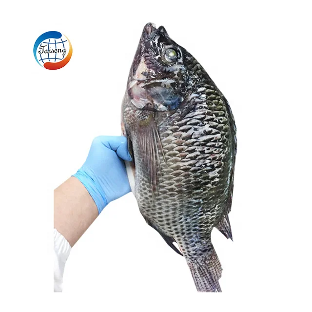 tilapia gs (4)