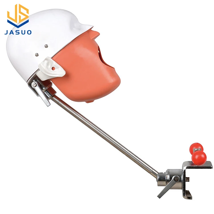 Factory Direct Sell Medical Science Educational Adult Teeth Dummy Dental Model