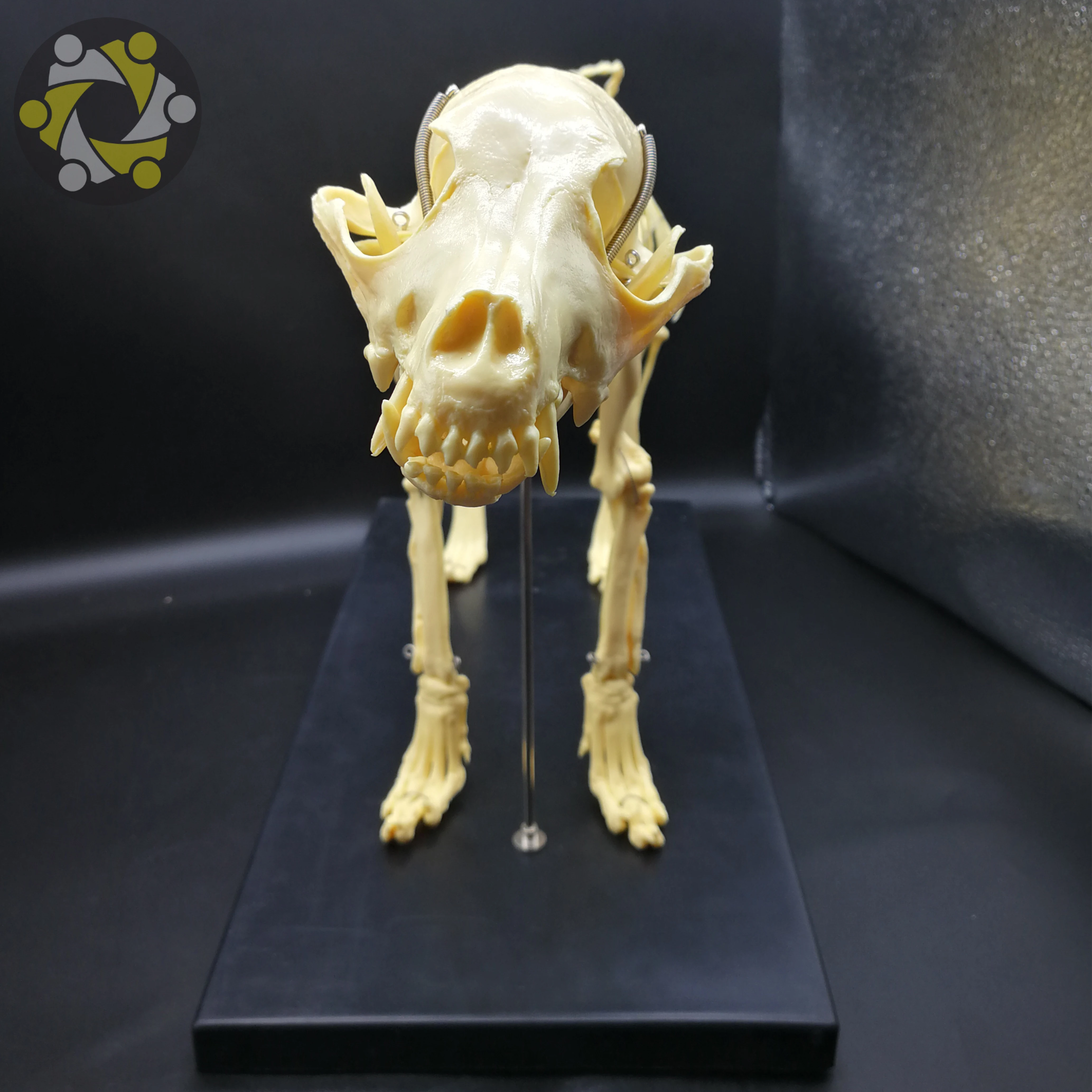 Medical Science Animal Canine Dog Skeleton Model for Medical Education