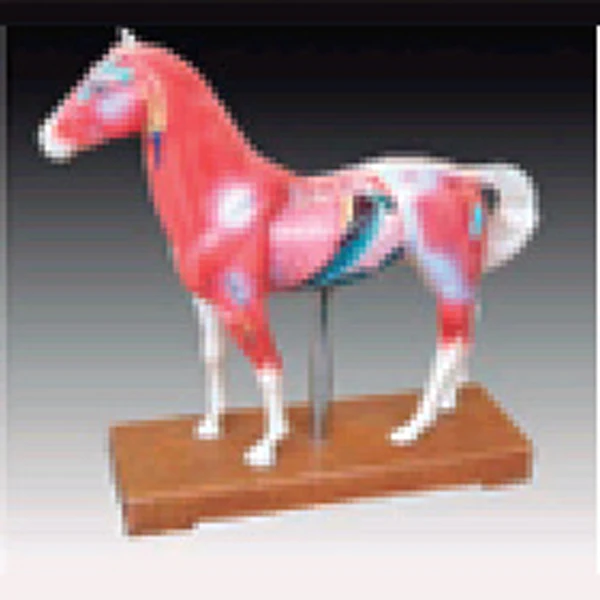 ADA Medical Teaching Horse acupuncture model and Cattle acupuncture model for Disease Demonstration Medical Teaching Tool
