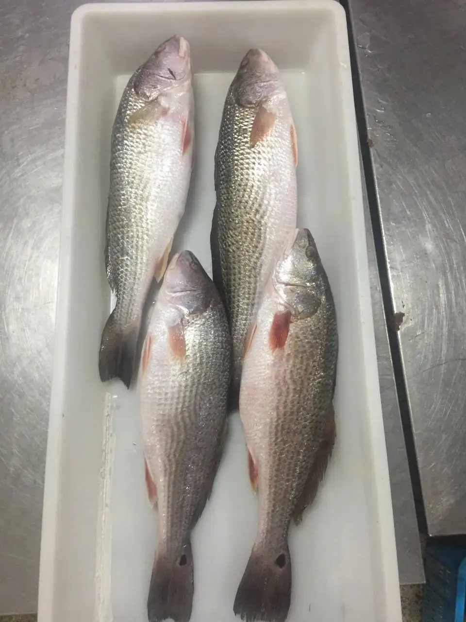 frozen red drum fish China export 700-1000g 1000-2000g 2000+g  whole round redfish 10lbs 1kg/bag bulk iwp