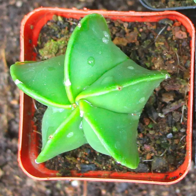 Оптовая продажа, разные виды мини кактусов, Астрофитум, мириостигма, кактус, растения для продажи