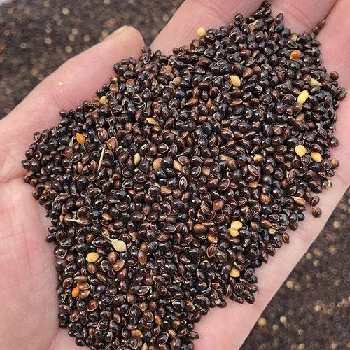 Black Broomcorn Millet