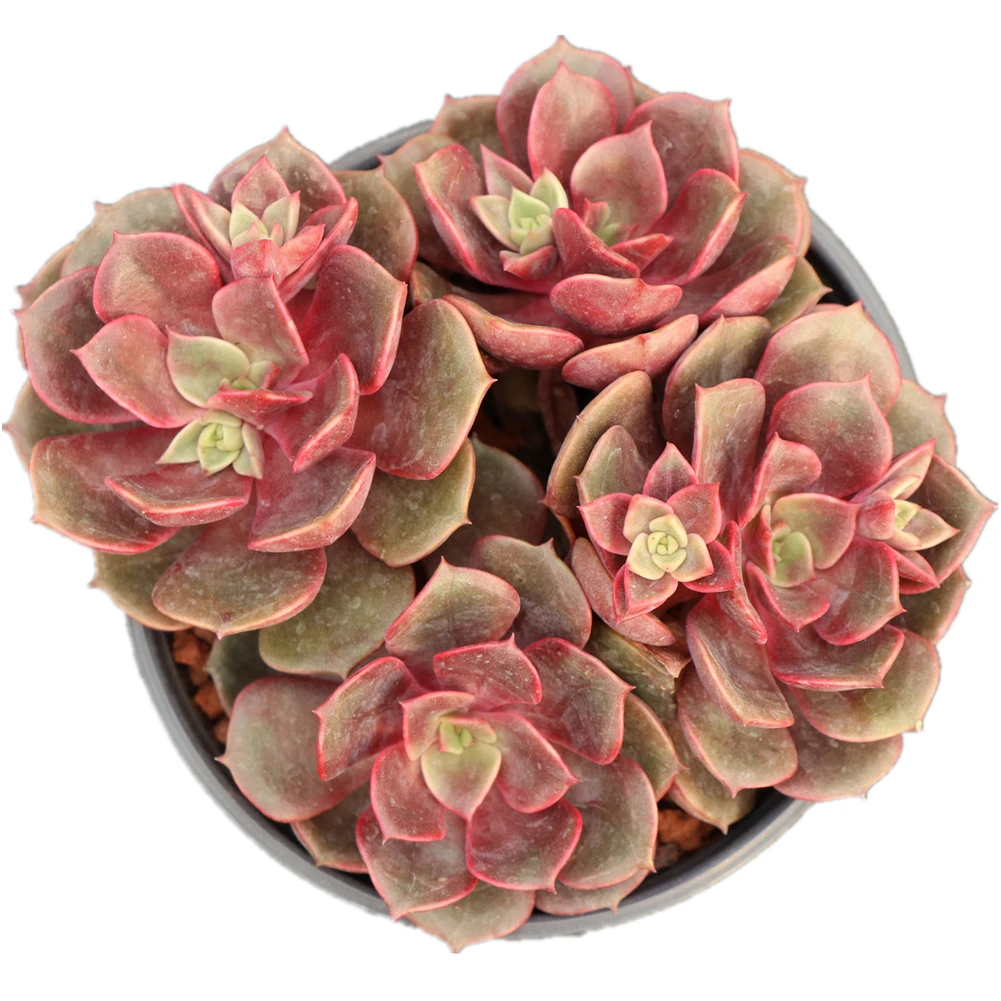 Лидер продаж Da Hong Pao Редкие суккуленты echeveria натуральные древесные растения для теплицы Декор комнатные растения живые