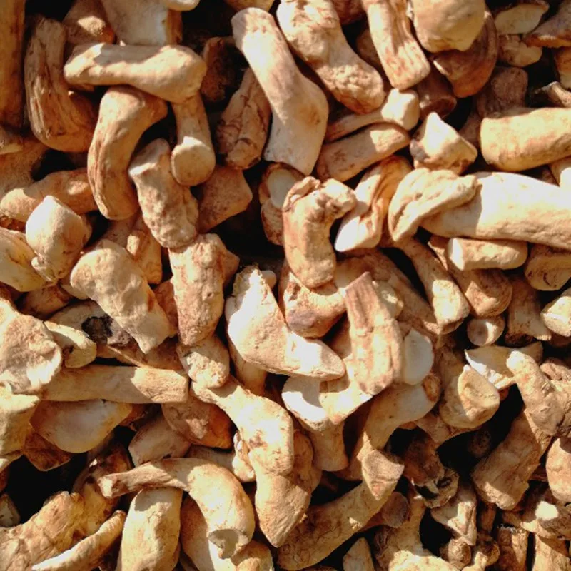 Shiitake roots Wholesale pure dried shiitake stems for sale