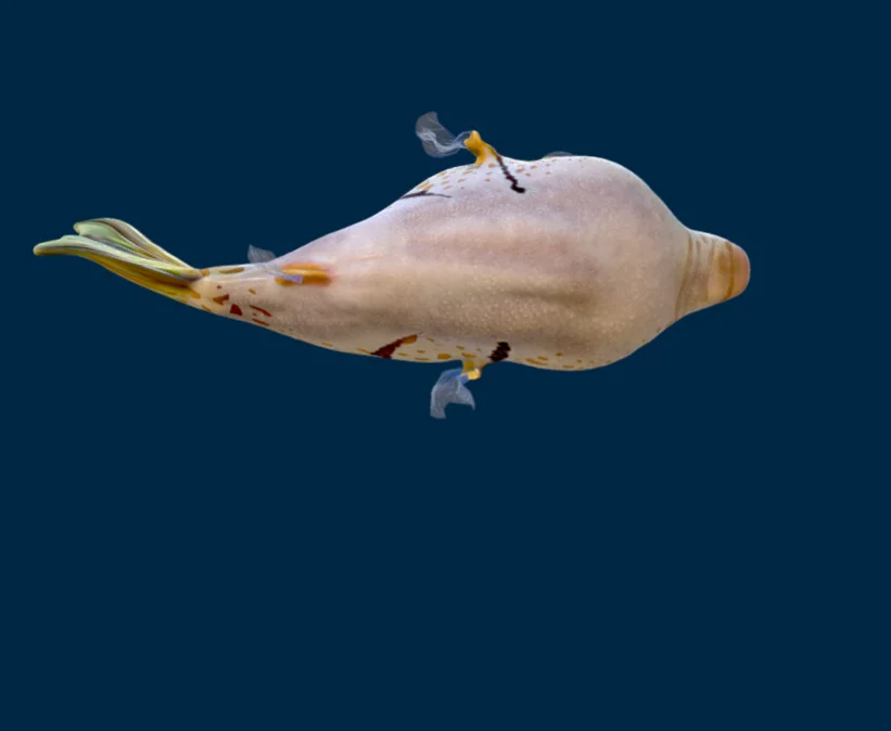 Ocean Animals Colorful Fish Original Customize Cartoon Figures Design Shark Stuffed Models Museum Park Kids Toys