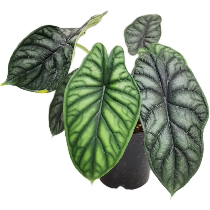 
Alocasia Baginda 