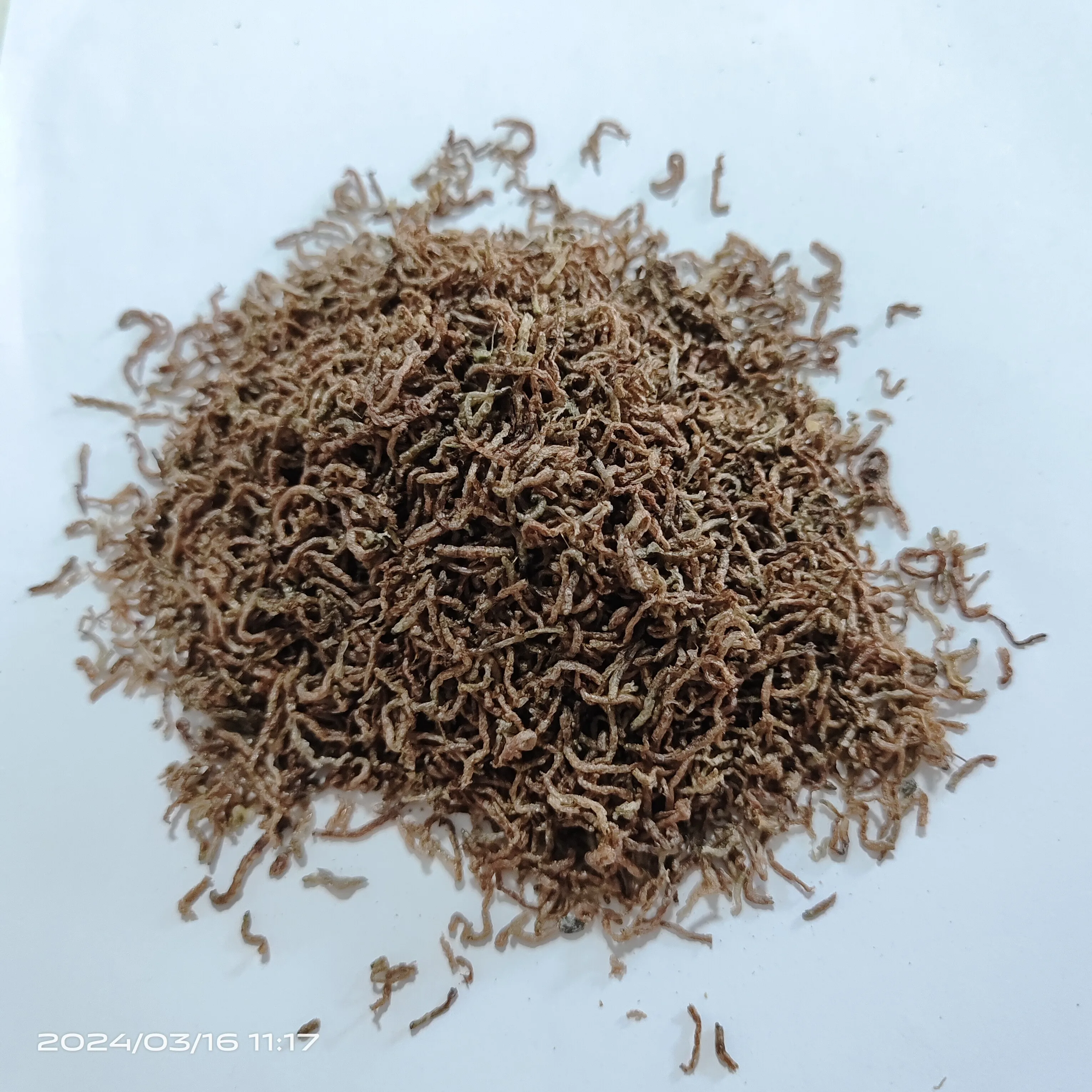 high quality high protein dried blood worms for animal feed pet food pet snack bloodworm fish food