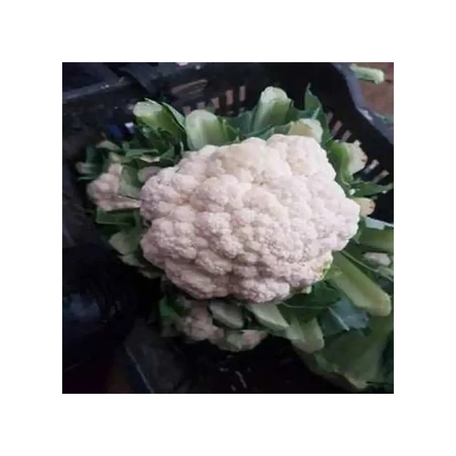 Фирменная этикетка египетского качества, свежие овощи, капуста, брокколи, оптовая продажа