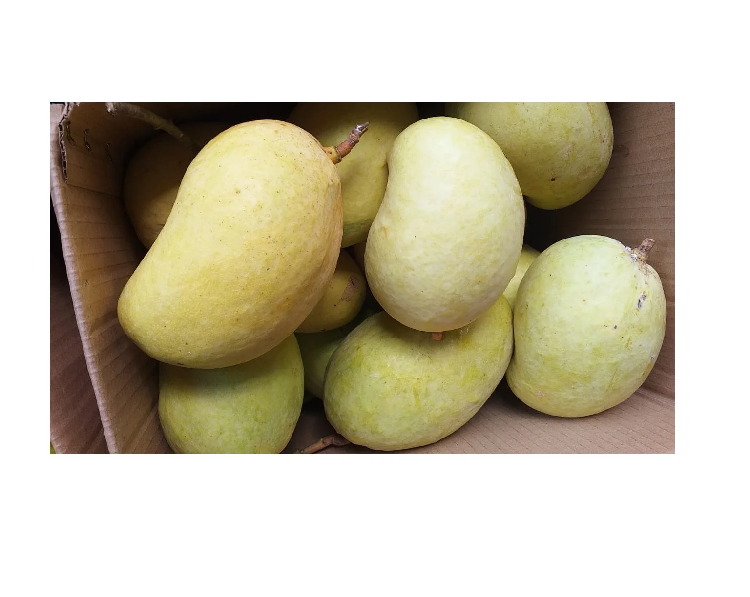 Sweet Yellow Mango Fresh Fruits With HIgh Quality Good Price TEJC For Wholesale From Srilanka