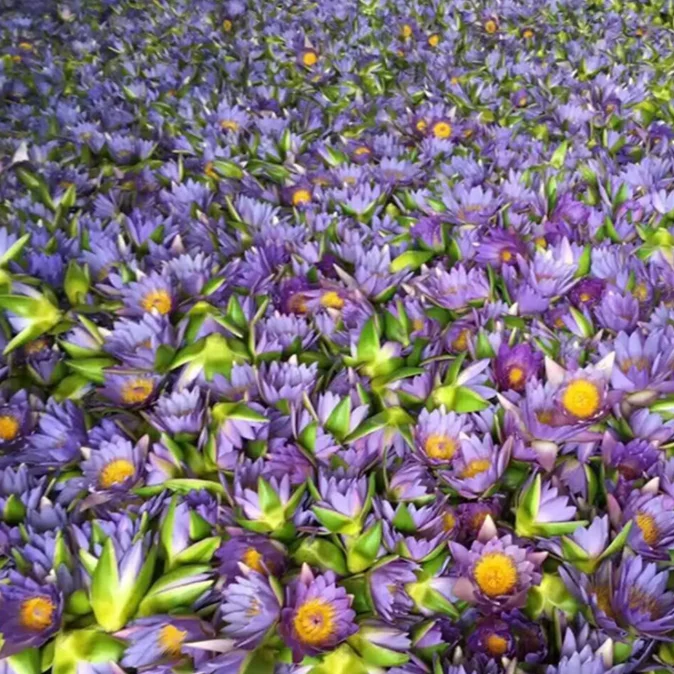 Direct sales at the price of origin Blooming Tea Blue Lotus Vacuum Pack Dried Blue Lotus flower tea