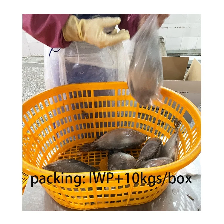 Wholesale Tilapia Fish 500-800G Frozen Tilapia Exporters