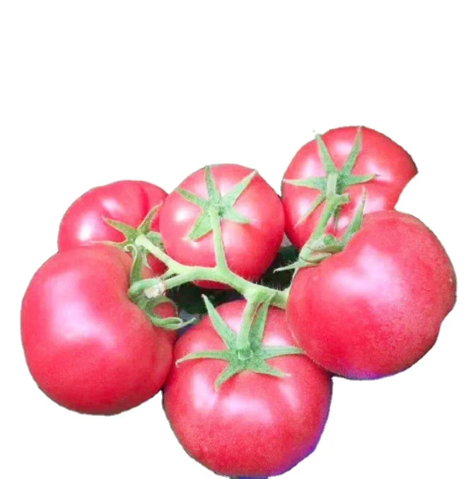 
5g/bag New havested big size fruits early maturity high yield tomato seeds 