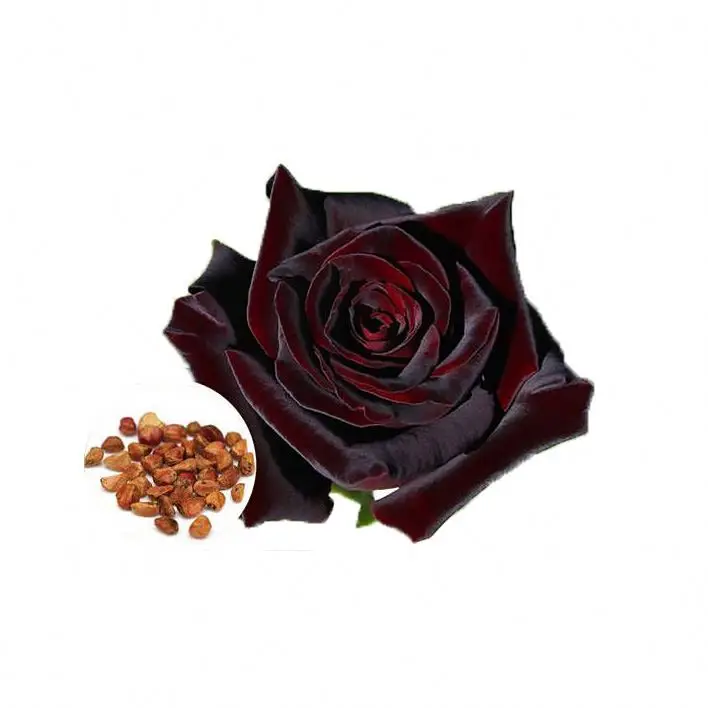 Оптовая продажа, семена летних роз 1 кг