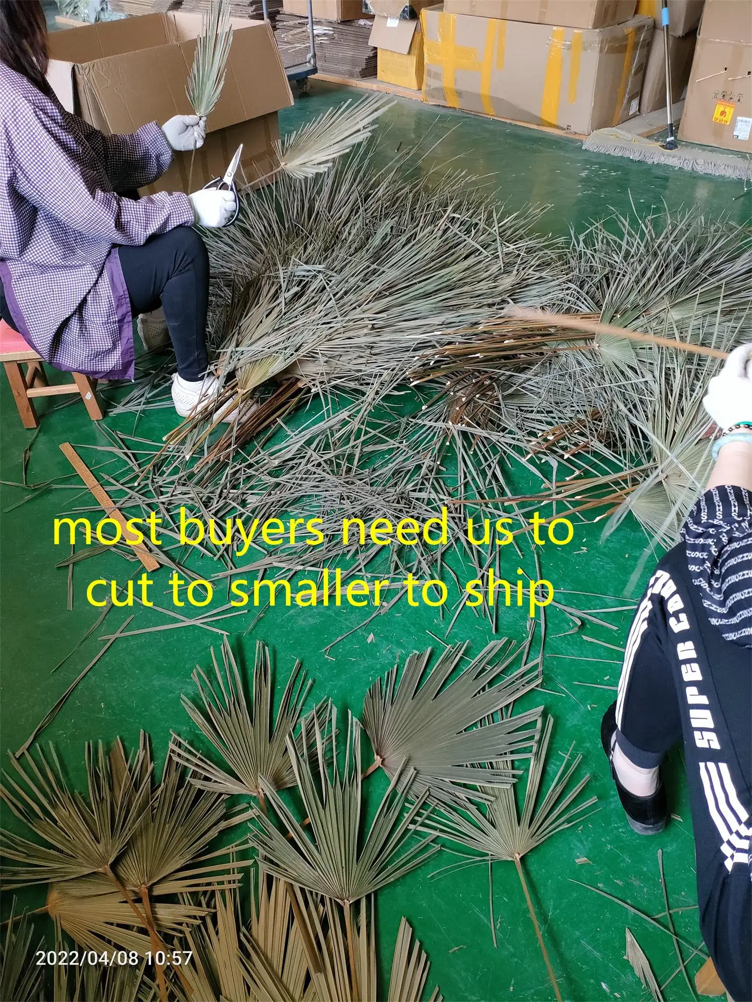 dried  natural spear palm fronds, sun fans, bifurcated spraying shape leaves,original Chinese supplier cheapest