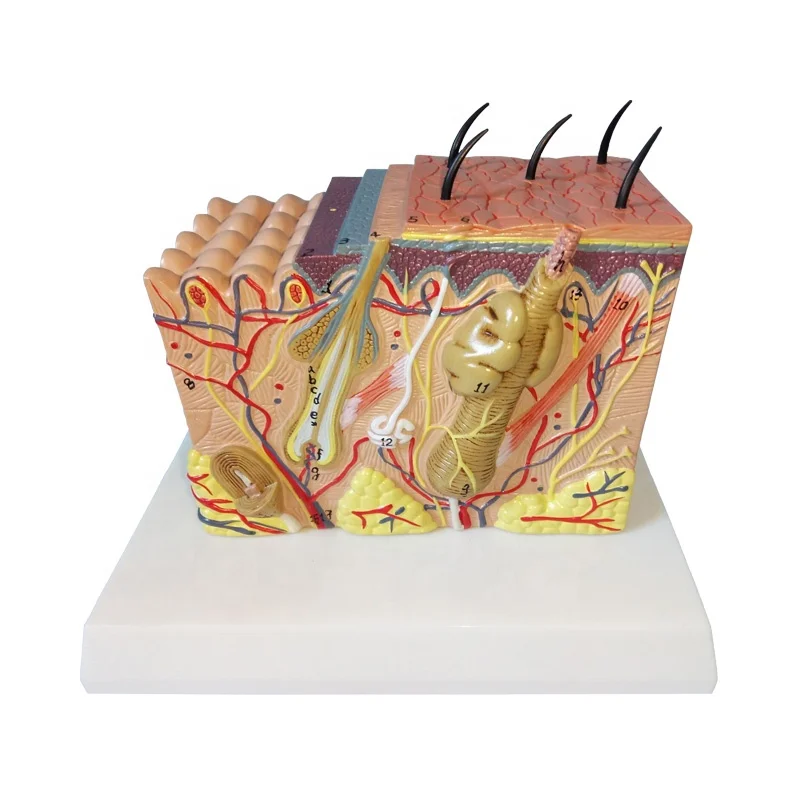 Model of The Human Skin Anatomy