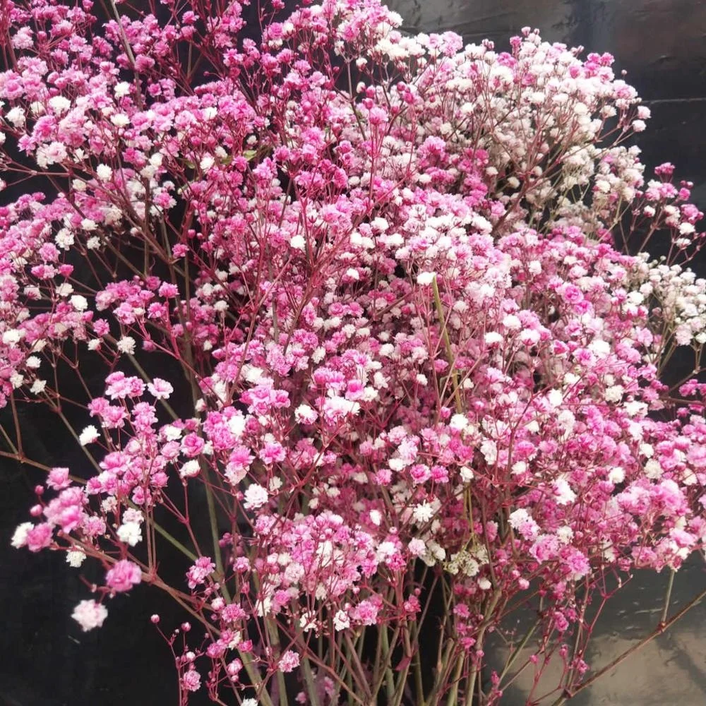  Консервированный цветок babysbreath для домашней цветочной композиции 1 комплект из 100-120 граммов изготовления изделий ручной
