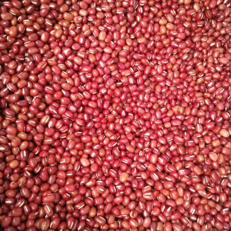 
Sweet Small Square Red Kidney Beans for Paste or Powder Price 