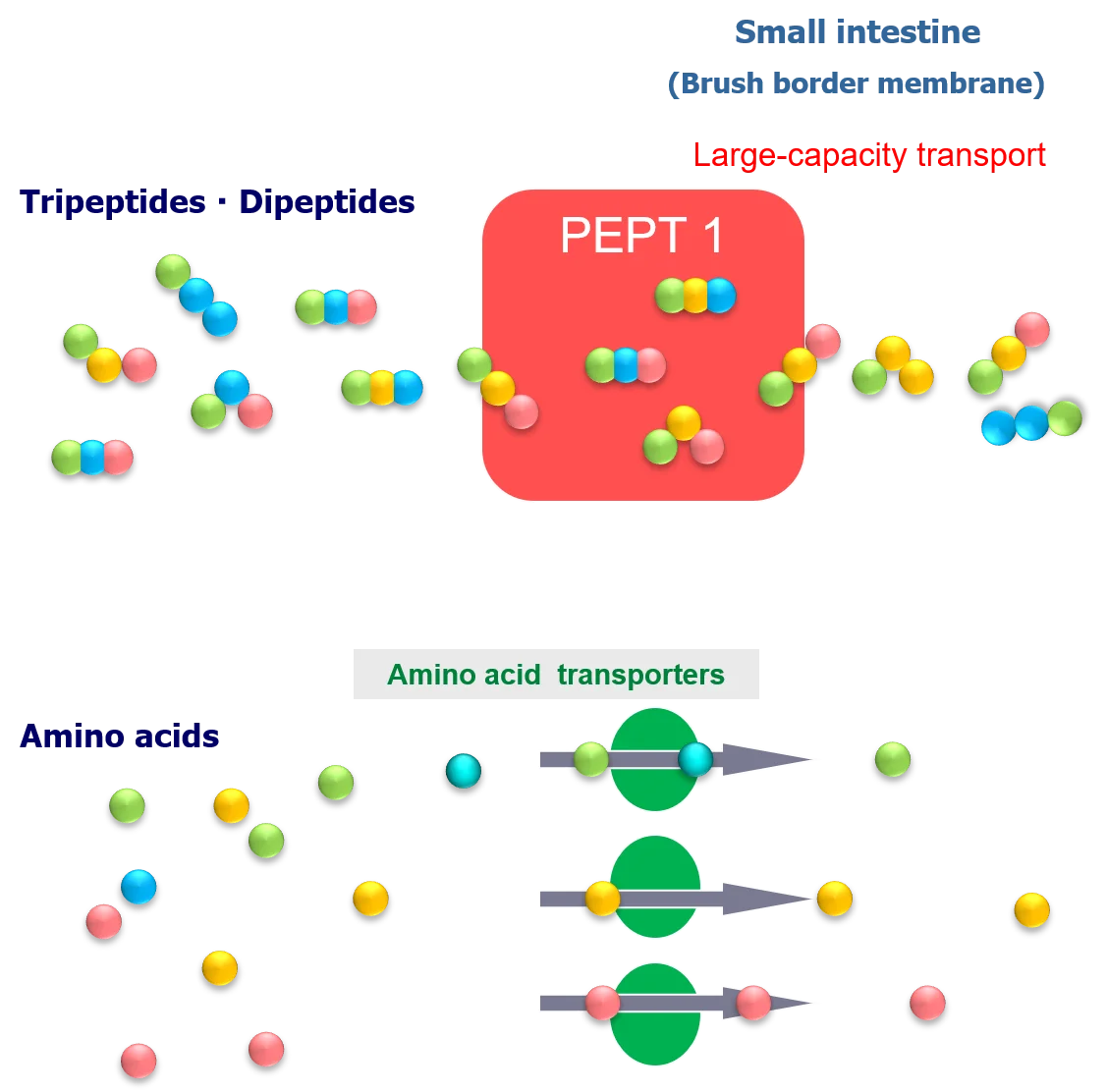 Dietary supplements functional foods solid drink bovine marine collagen peptide
