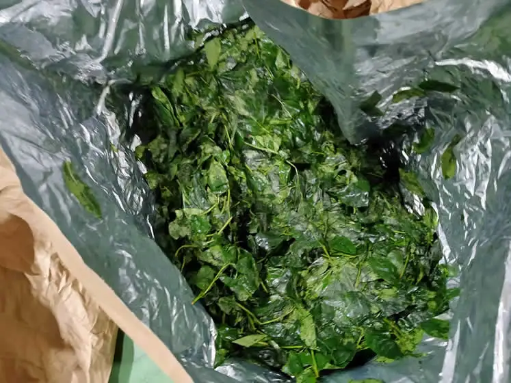 GABA Gyokuro 100% organic private label loose leaf tea from Japan