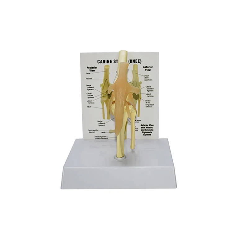 Скелетоны для животных, медицинская научная модель коленного сустава для собак, модель коленного сустава из ПВХ