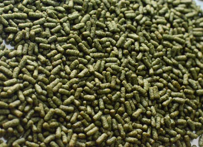 Поддержка индивидуального питания для черепахи с высоким содержанием белка