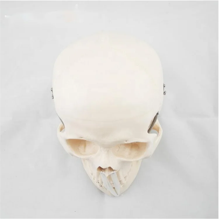 TZ Education Medical Science Medical Anatomical Life-Size Human Skull Model skull 3d model