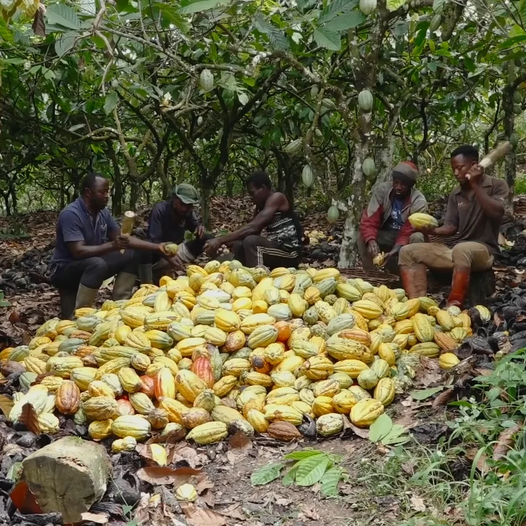 FF- Organic Raw Cocoa Butter Raw Bulk Supplier,1kg, Food Grade Unrefined Cacao Butter Vegan For Chocolate, Body Cream & Lotion