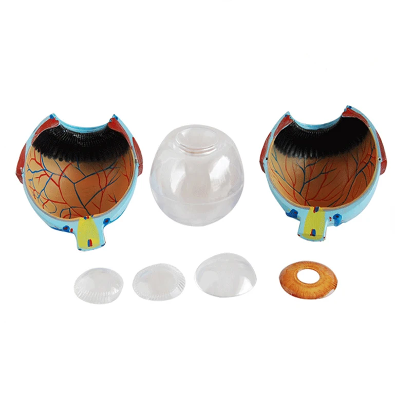 Medical Plastic Simulation 6X Enlarged Human Eye Anatomy Model For Science Display Teaching