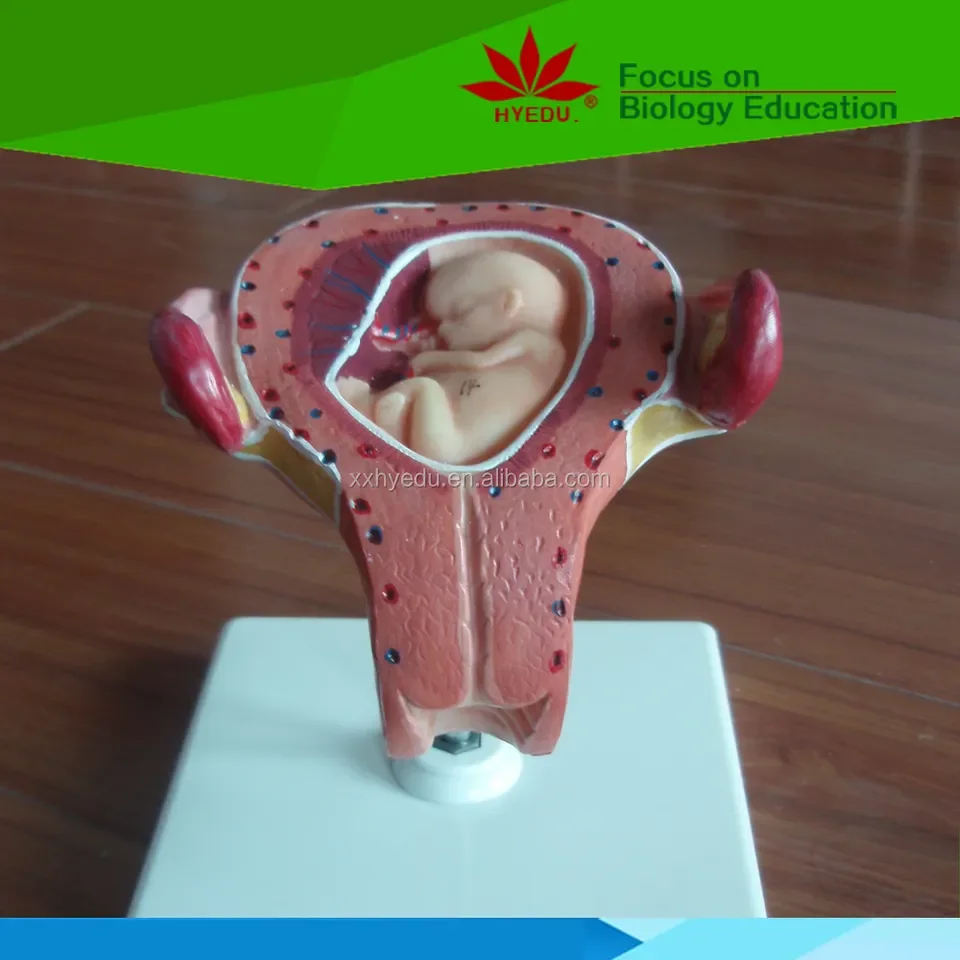 Medical Science educational Placenta Anatomical Training Model Placenta Model For Teaching