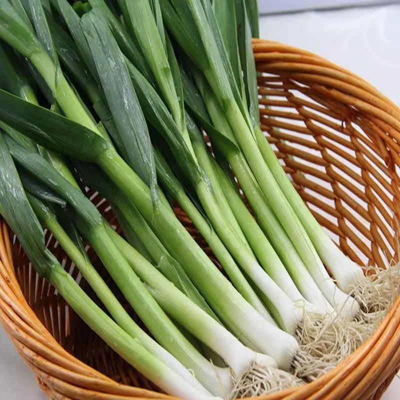
High Quality Chinese Hybrid F1 Scallion Seeds Bunching Onion Green Onion Leek Seed 